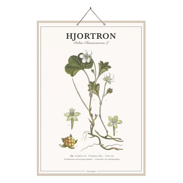 Tafel Hjortron- 44 x 66 cm