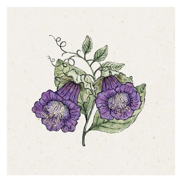 Blumensamen - Cobaea scandens Violet (Glockenrebe)