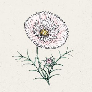 Blumensamen - Cosmos bipinnatus Cupcake Blush (Kosmee)