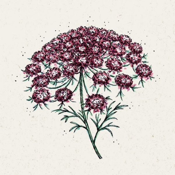 Blumensamen - Daucus carota Dara (Wilde Mhre)
