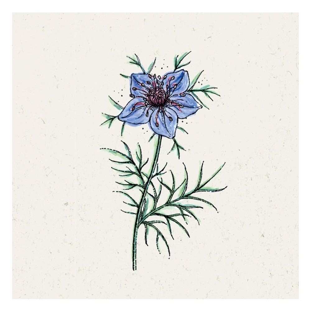 Blumensamen - Nigella papillosa Midnight (Jungfer im Grnen)