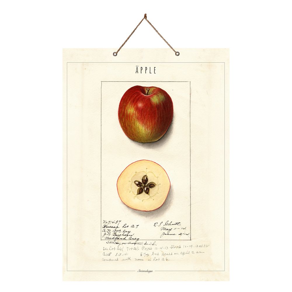 Tafel Apfel - 33 x 45 cm