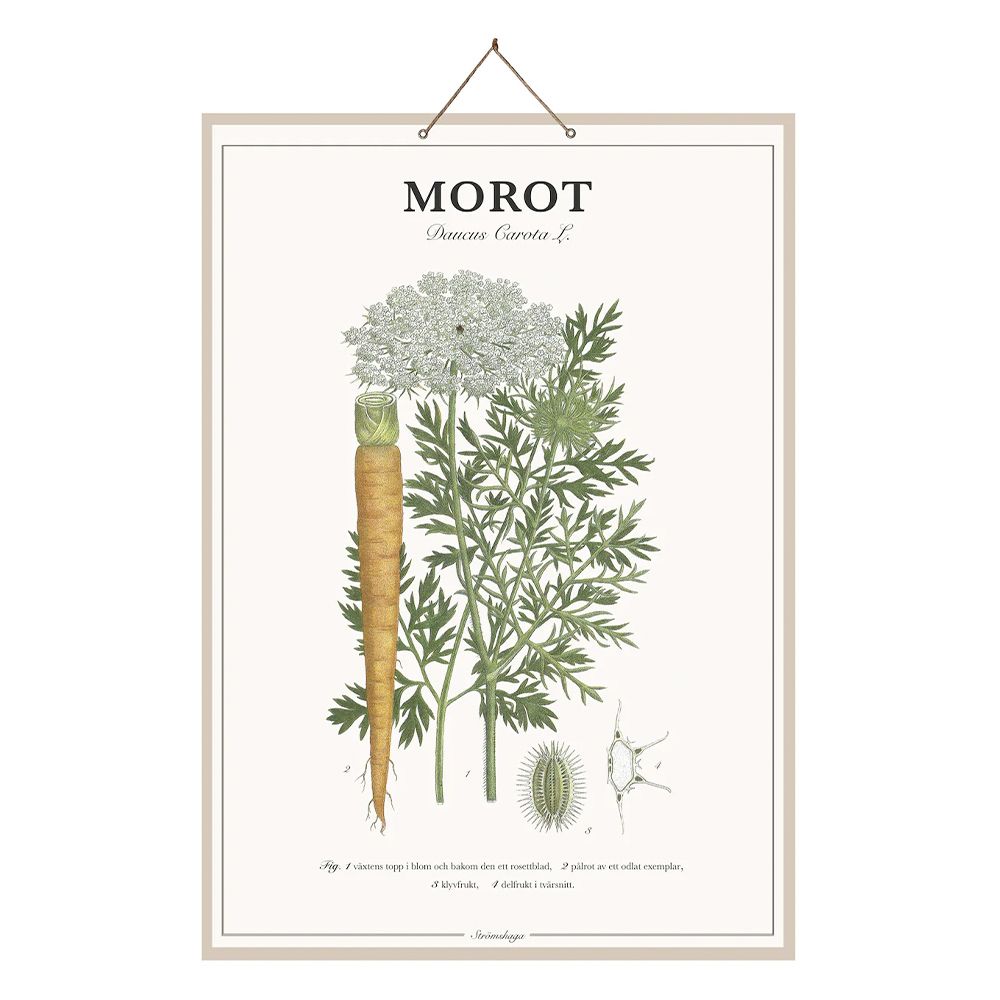 Tafel Morot - 44 x 66 cm