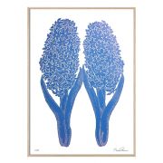 Druck Hyazinthe - blau/weiß 50 × 70 cm