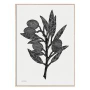 Druck Olivenzweig - schwarz/weiß 70 × 100 cm