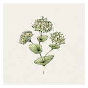 Blumensamen - Bupleurum rotundifolium Griffithii (Hasenohr)