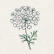 Blumensamen - Ammi majus (Knorpelmöhre)