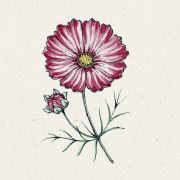 Blumensamen - Cosmos bipinnatus Velouette (Kosmee)