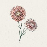 Blumensamen - Helichrysum bract. Salmone Rose