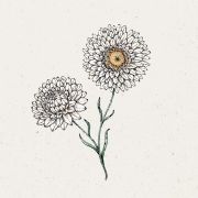 Blumensamen - Helichrysum bract. Silvery Rose