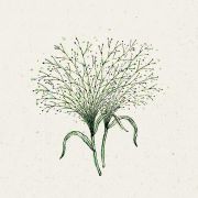 Blumensamen - Panicum virgatum Fontaine (Rutenhirse)