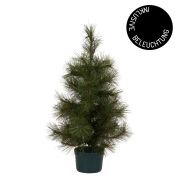 Weihnachtsbaum mit LED-Lichtern Pinus - natur 60 cm